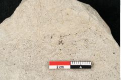 Foto (Detailansicht) von Populus tremula Linne (NHMW-GEO-2024-0188-15010)